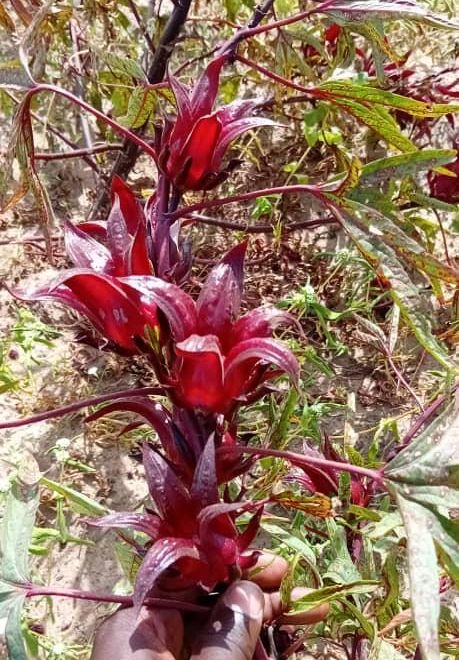 Calices de bissap sur la plante